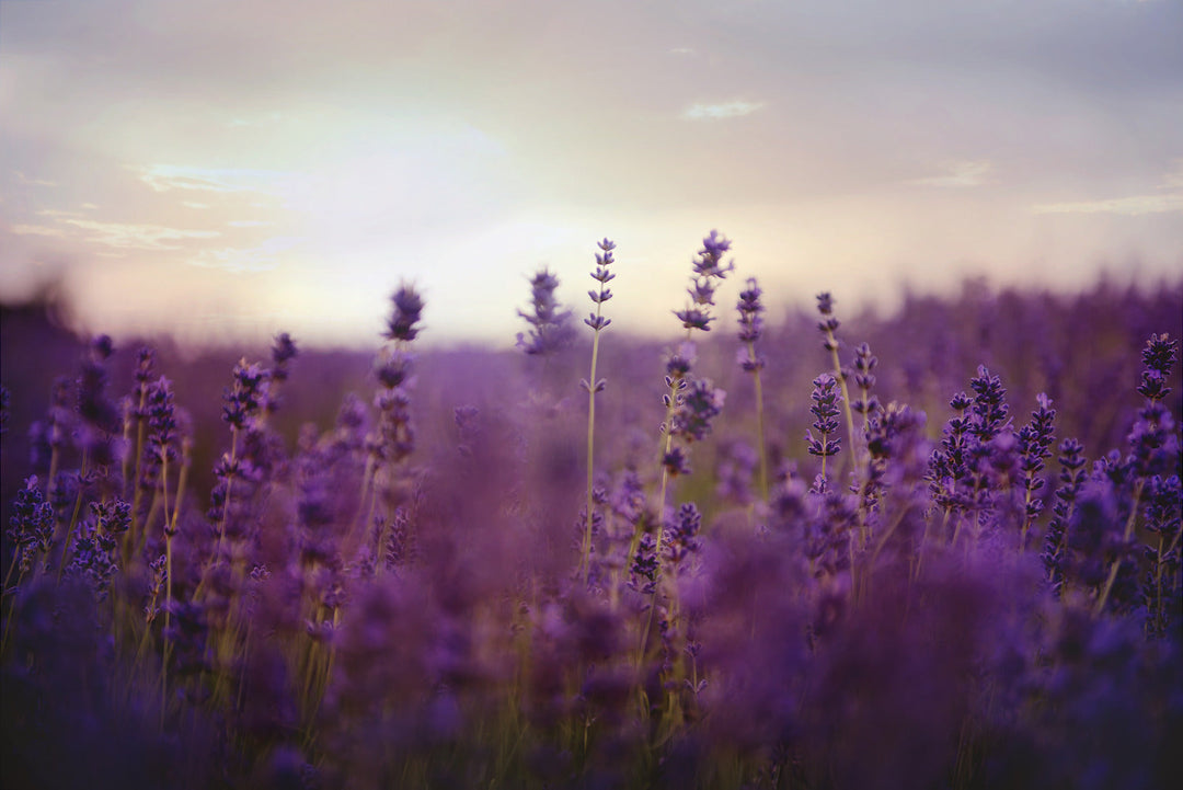 Should you use medicinal herbs in your wellness routine?