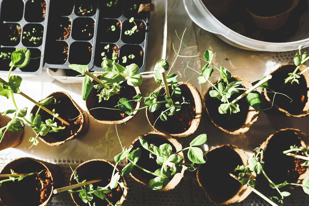 Growing through Gardening
